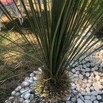 Dasylirion texanum Habit