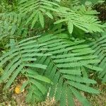 Calliandra houstoniana ഇല