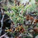 Limonium cordatum Leaf