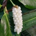 Anthurium scandens Fruto