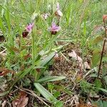 Ophrys holosericea Habitus