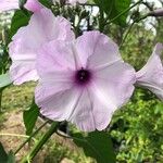 Ipomoea carnea Fleur