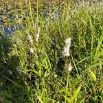 Persicaria glabra Hoja