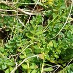 Lysimachia maritima Blatt