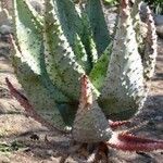 Aloe marlothii Vivejo