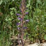 Orobanche lavandulacea Vekstform