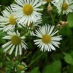 Erigeron annuus Fleur