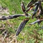 Cytisus scopariusFrukto