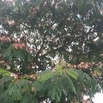 Albizia julibrissinКветка