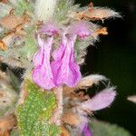 Stachys germanica Blomst