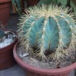 Ferocactus glaucescens Foglia