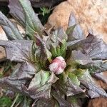 Paeonia corsicaFlower