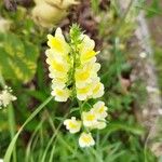 Linaria angustissima Blomst