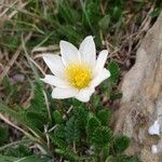 Dryas octopetala Virág