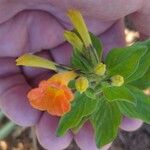 Streptosolen jamesonii 花