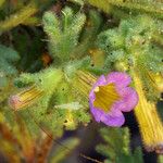 Phacelia bicolor फूल