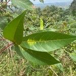 Manihot esculenta Jani
