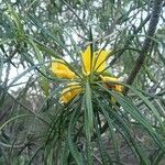 Cascabela thevetioides പുഷ്പം