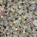 Oxalis corniculata 整株植物