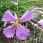 Dianthus sylvestris ᱵᱟᱦᱟ