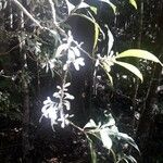 Oxera microcalyx Blodyn