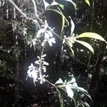 Oxera microcalyx Flower