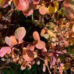 Spiraea betulifolia Habitatea
