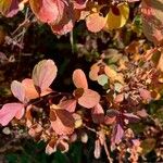 Spiraea betulifolia Habitus