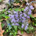 Ajuga reptans花