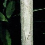 Salix sericea Corteza