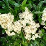 Pyracantha coccineaЦветок