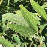 Cajanus cajan Leaf