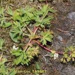 Alchemilla pentaphyllea Συνήθη χαρακτηριστικά