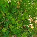 Geranium carolinianum Blad