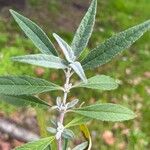 Buddleja globosa पत्ता