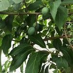 Prunus domestica Vaisius