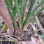Trachycarpus fortunei Bark