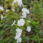 Phlox maculata Flor