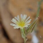 Launaea intybacea Blüte