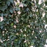 Ficus assamica Leaf