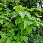 Catalpa bignonioides 葉