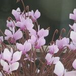 Cyclamen africanum عادت داشتن