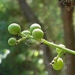 Zanthoxylum bungeanum Frutto