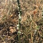 Spiranthes spiralisFlower