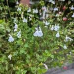 Salvia microphyllaÇiçek