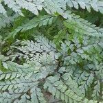 Adiantum formosum Elinympäristö