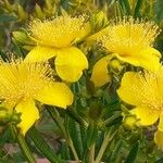 Hypericum kalmianum Floare