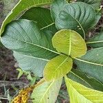 Palicourea rigida Leaf