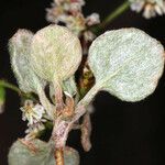 Eriogonum cernuum Leaf