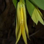 Uvularia perfoliata Blüte
